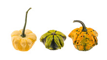 Decorative Colorful Mini Pumpkins