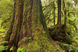 Fototapeta Las - a picture of an Pacific Northwest forest and old growth Western red cedar tree