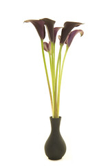 Wall Mural - Bouquet of black calla lily flowers in a black vase on a white background