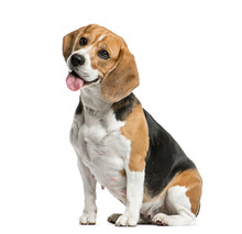 Beagle Sitting And Panting, Isolated On White