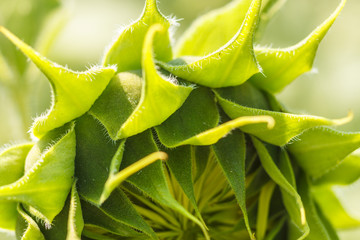 Details of a green young undisclosed sunflower close-up. Villi on the stem, macro shot.