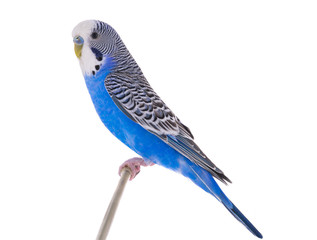 Sticker -  budgie