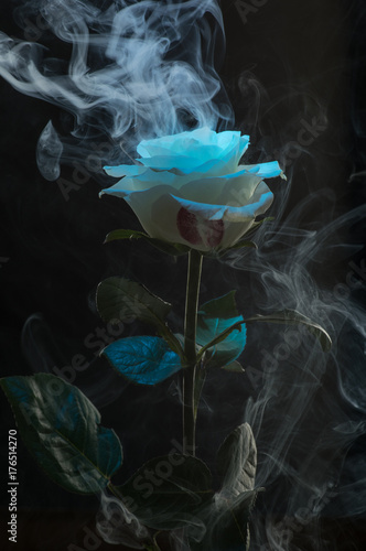 Zdjęcie XXL Róża w dymie