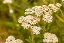 The Ladybird Sits On Top Of The Flower. Macro Photography Of The Ladybug's Many, Collecting Pollen From The Yarrow Blossom. Flowers And Ladybugs.