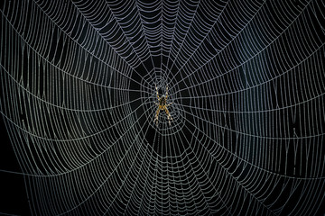 spider creating it's web