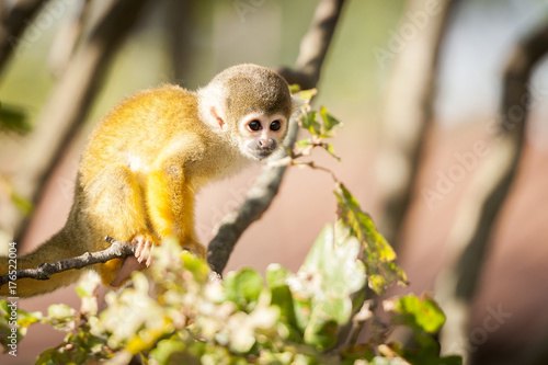 Bebe Singe Saimiri Jaune A Tete Noire Stock Photo Adobe Stock Bebe Singe Saimiri Jaune A Tete Noire Stock Photo Adobe Stock