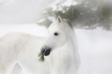 Portrait Of White Horse On The Pine-trees And Snow Background