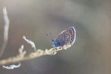 Wall Mural - Butterfly resting on grass stalks