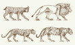 Wild cats set, Lynx lion leopard and tiger engraved hand drawn in old sketch style, vintage animals