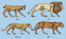 Wild Cats Set, Lynx Lion Leopard And Tiger Engraved Hand Drawn In Old Sketch Style, Vintage Animals
