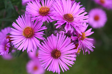 Wall Mural - Aster frikartii o Settembrini. Fiori viola autunnali in giardino.