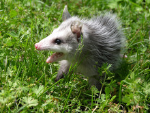 Opossum 1