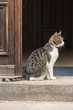 © Mellimage/Stocksy - Cat sitting on in the open door frame of a house