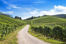 Road In Green Vineyard Landscape