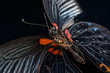 © defun/Stocksy - butterfly on black