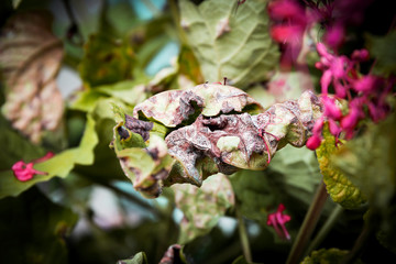 Wall Mural - diseases on leaves