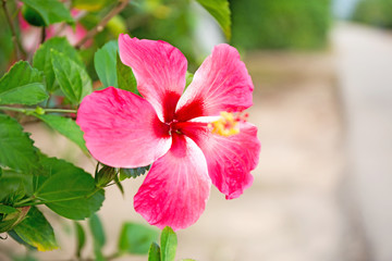 Wall Mural - Hibiscus syriacus
