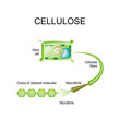 Cellulose in the plant cell.