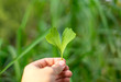 © Karin Martin - Hand holding up Ginkgo leaf in front of natural Background, health medicine