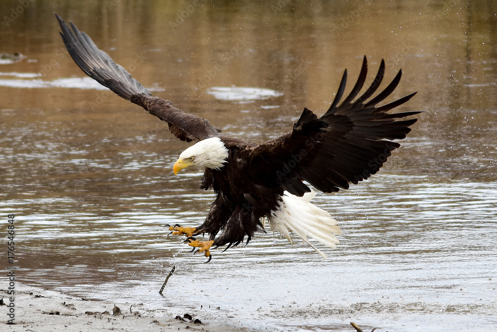 Bald Eagle Landing