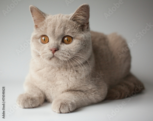 British Short Hair Kitten Fawn Color Cat Portrait Whit Grey