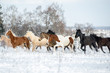 Herd of horses running through a snowy field gallop