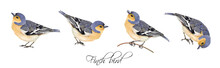 Finch Bird Illustrations Set