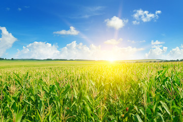 Poster - corn field and sun rise