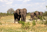 Fototapeta Do akwarium - African elephant, Loxodonta africana, in bush, Zimbabwe