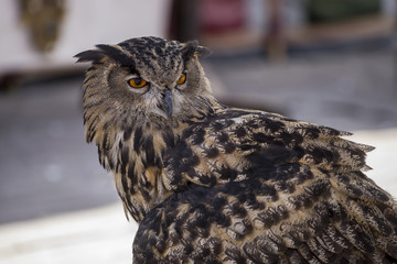 Wall Mural - Predator, beautiful owl in a medieval fair with exhibition of birds of prey