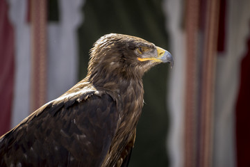 Wall Mural - hunter, beautiful eagle in a display of birds of prey