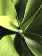 © James Tarry/Stocksy - Natural plant shapes