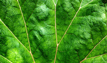 Vibrant Gunnera Leaf In Summer