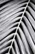 © Marcel/Stocksy - Grainy b&w of a palm leaf