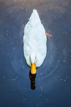 White Duck In Pond/look From Above.
