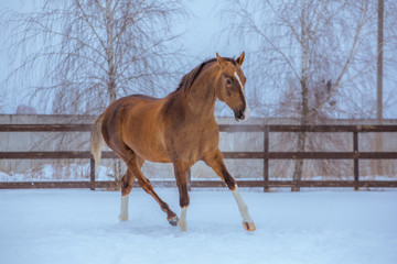 Canvas Print - gold horse with white legs runs in snow on sky background