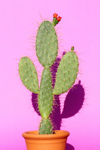 Opuntia Cactus Resembling A Little Human