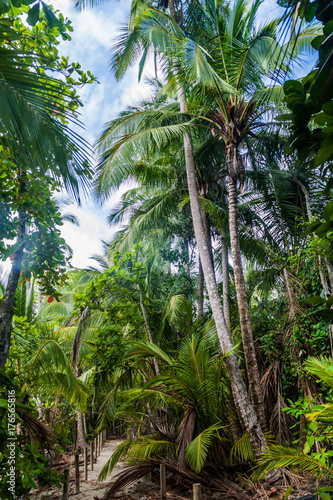 las-palmowy
