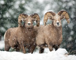 Snow Buddies-Bighorn Sheep Rams