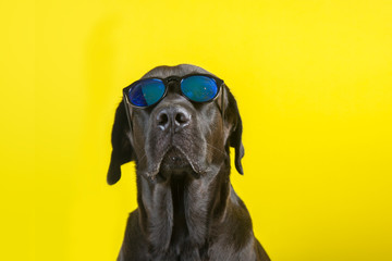 Isolated funny and cute young black labrador wearing sunglasses looking at camera on yellow background