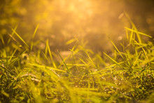 Beautiful Green Grass In Orange Sunset Sunlight With Bokeh Closeup