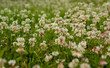 © Ilkka - White clovers (Trifolium repens)