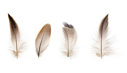 set of beautiful fragile little bird feathers isolated on white background