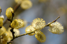 Willow Tree (salix Caprea) Spring Buds