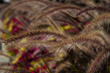  Garden of Purple Fox Grass