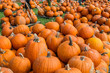 © Olga Kulakova - Colored Pumpkin patch in Florida, Miami before Halloween and Thanksgiving holidays