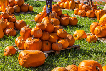 colored pumpkin patch in florida, miami before halloween and thanksgiving holidays