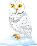 Fototapeta  - Vector Illustration of cartoon Arctic owl isolated on white background