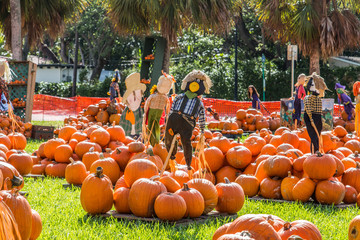 colored pumpkin patch in florida, miami before halloween and thanksgiving holidays