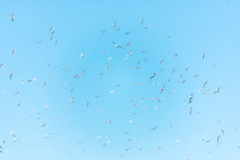 Flying Gannet Birds Isolated Against Blue Sky In Perce, Gaspesie, Gaspe Region Of Quebec, Canada By Bonaventure Island